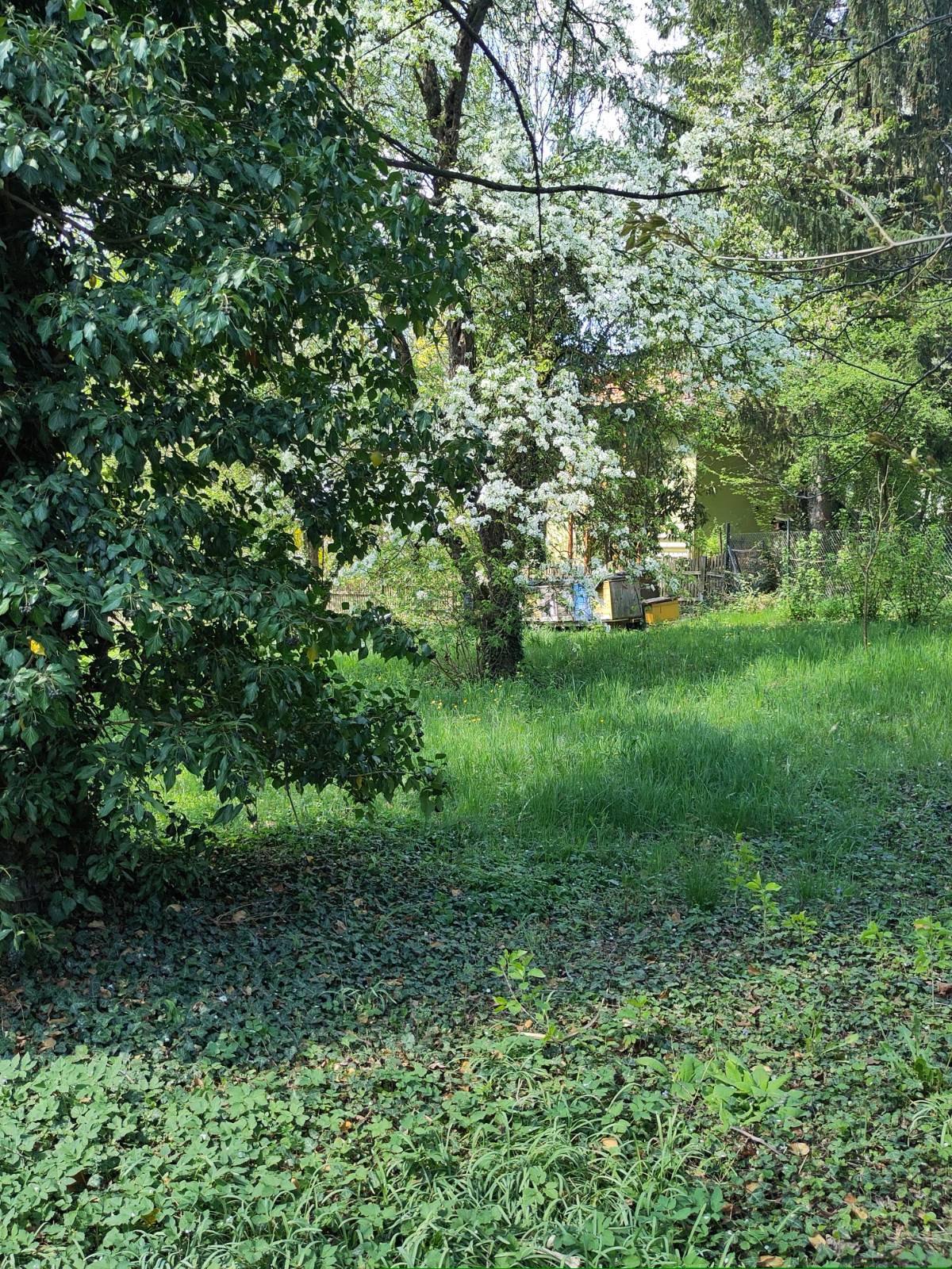 Garten 4 – Orchideen